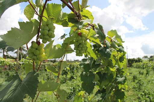 Uva, Weinberg, Sämlinge, Hinterwälder