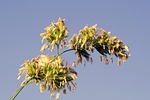 grass, flower, blooms