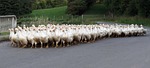 animals, geese, single file