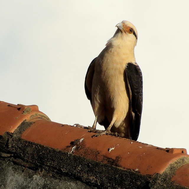 Gavião-Carrapateiro, Pássaro, Rapina