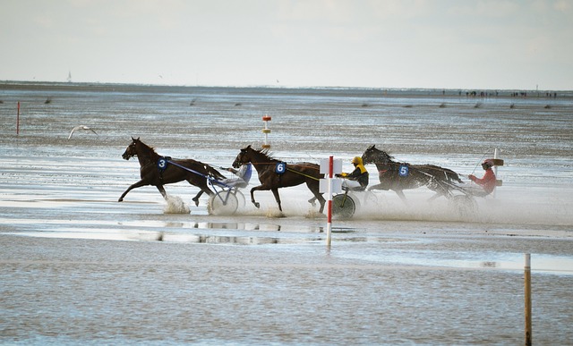 Free Horses To Separate photo and picture