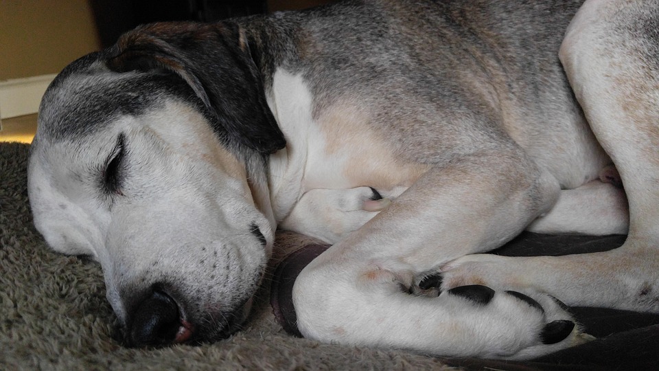 Hund, Hundebett, Haustier, Schlafen, Hund Schlafen