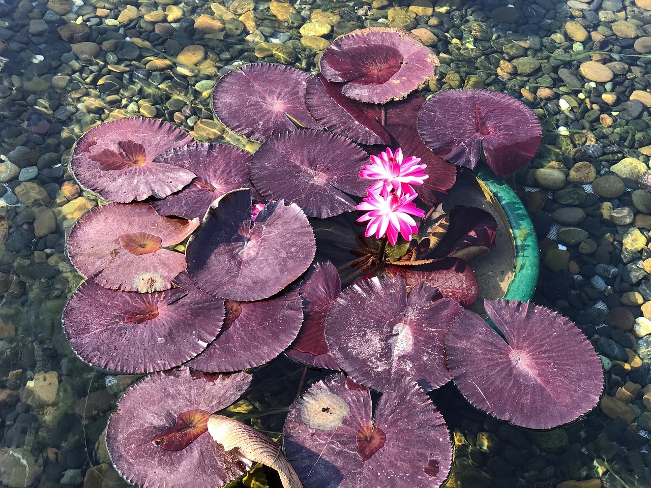 Lotus Water Pink - Free photo on Pixabay - Pixabay