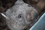 wombats, tasmania, marsupial