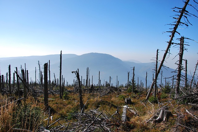 Free Tree Forest photo and picture