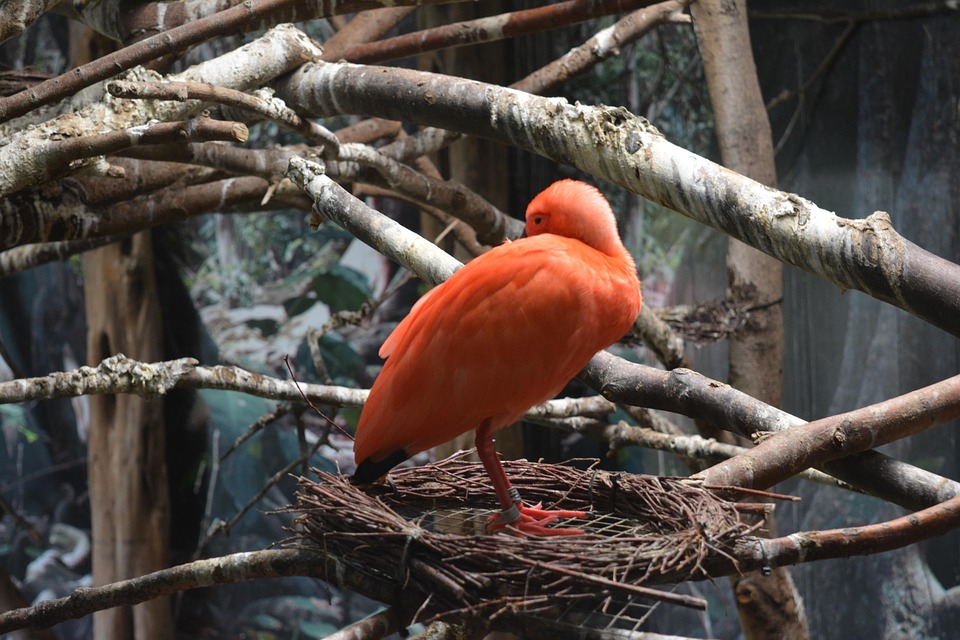 Ibis Oiseau Animal Photo Gratuite Sur Pixabay