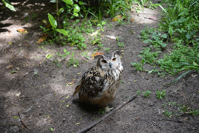 Free Owl Bird photo and picture