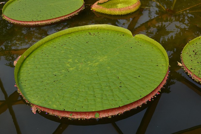 Free Waterplant Lily photo and picture