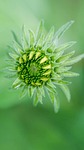 flower, naturel flower, green