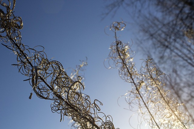 Free Plant Sunrise photo and picture