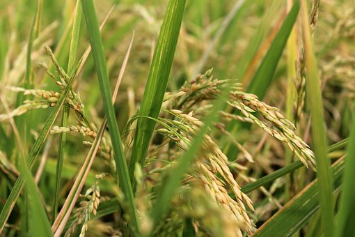 Planeta Arroz, Arroz, Campo, Planeta