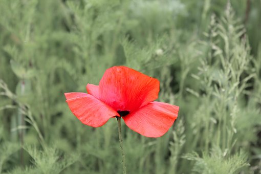 Free Poppy Beautiful Flowers photo and picture