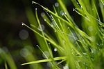grass, green, drops