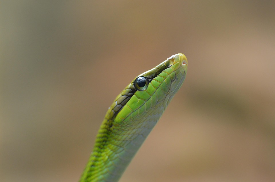Schlange Pixabay Photo On Free Snake Serpent F3JclK1T