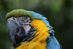 blauwegele ara, parrot, bird