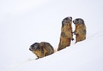 marmot, animal, mammal