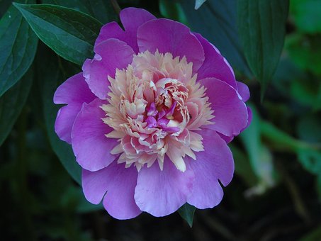 ดอกโบตั๋น, พื้นหลังดอกไม้, สีชมพู