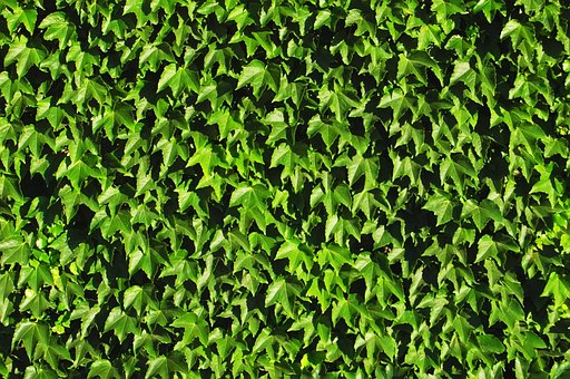 Videira, Folha, Folhas, Planta, Textura