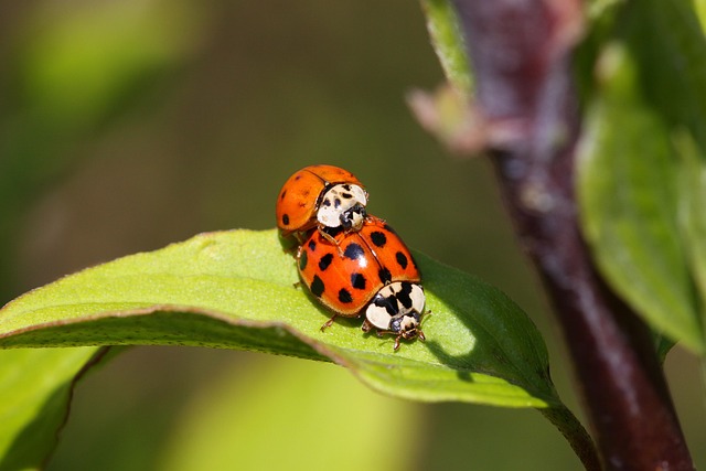 Insectă, Natură, Macro, Putini, Verde