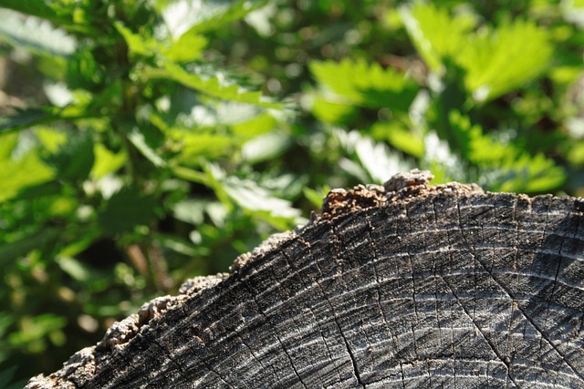 Free Trunk Tree photo and picture