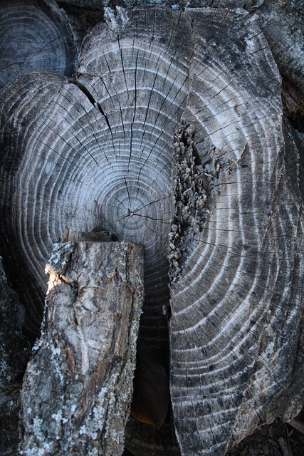 Free Wood Trunk photo and picture