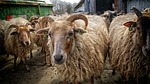 sheep, sheepfold, animal