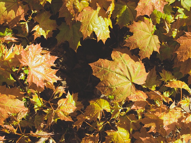 Free Autumn Foliage photo and picture