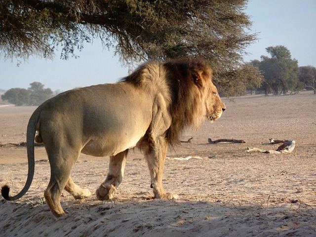 Free Kalagadi Lion photo and picture