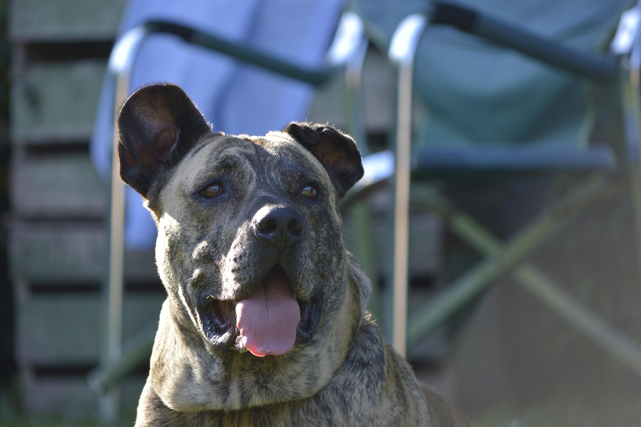 ペット 犬 - Pixabayの無料写真 - Pixabay