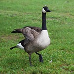 goose fluffing wings, canada goose, waterfowl