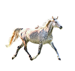 horse, trotting, dapple