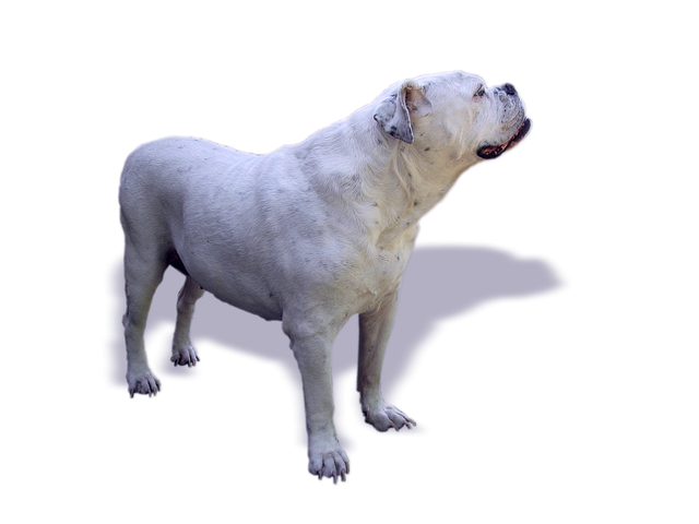 Free dog bulldog oldebulldog illustration