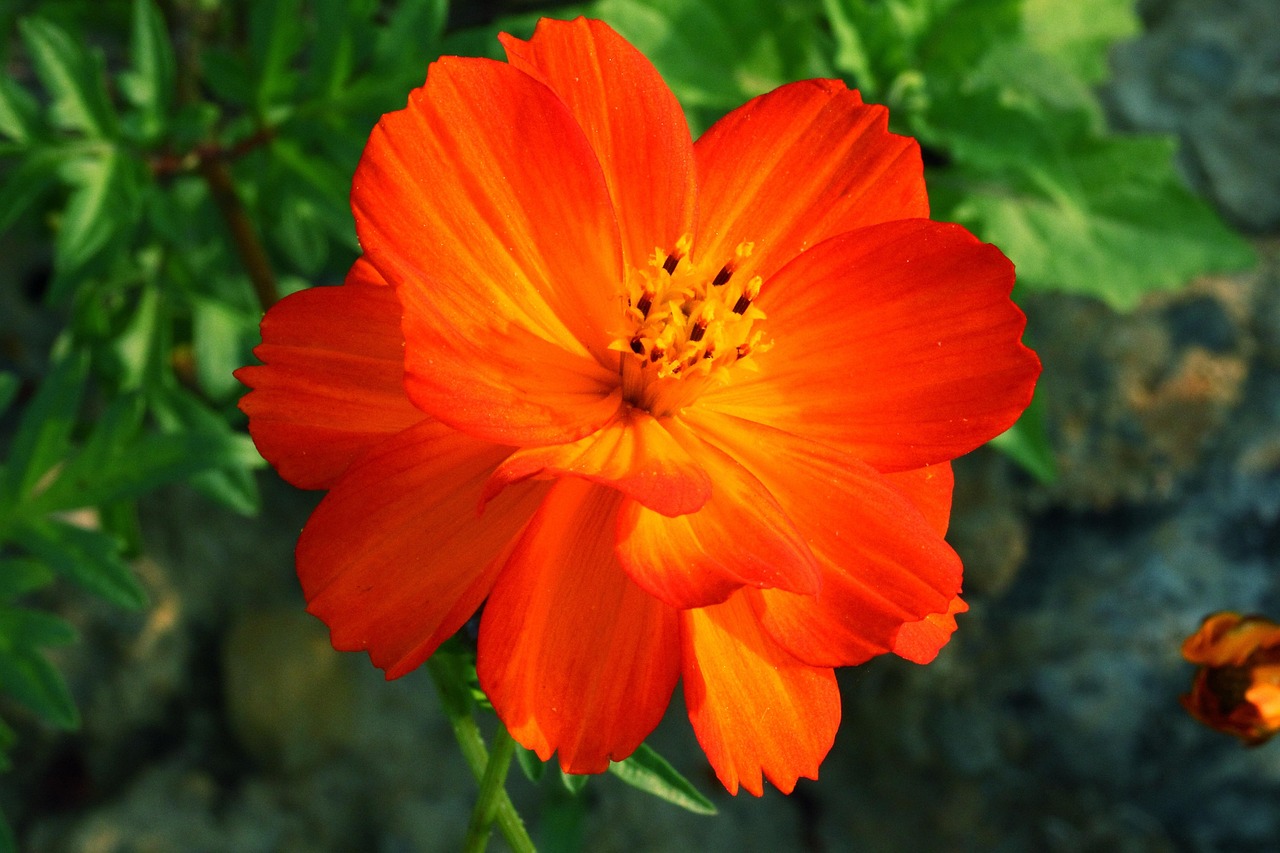 Fleur Rouge Naturel - Photo gratuite sur Pixabay - Pixabay