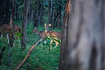 spotted deer, deer, forest