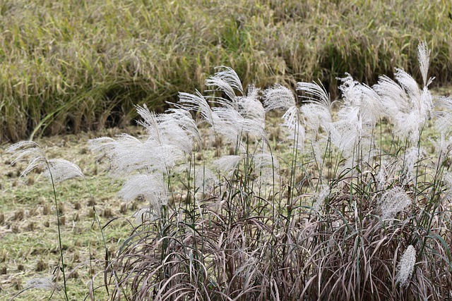 Rice Reeds Autumn Reed Rice Paddies Silver - Free photo on Pixabay - Pixabay