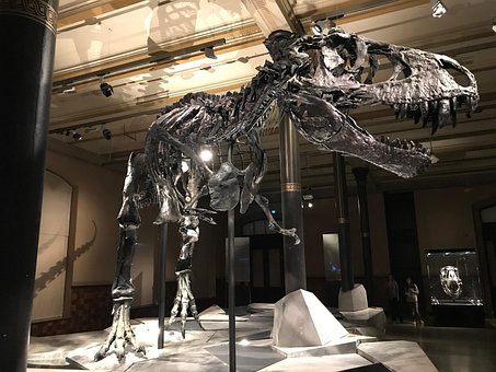 Dinossauro, Museu, T-Rex, Esqueleto