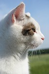 cat, animal, speedy