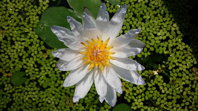 Free Flower Nature photo and picture