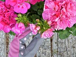 geranium, pink, gloves