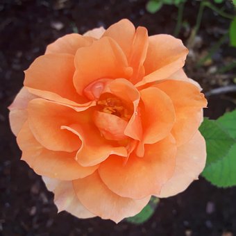 Free Rose Flower photo and picture