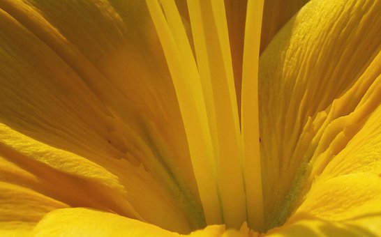 Blume, Gelbe Blume, Natur
