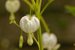 bleeding heart, white, flower