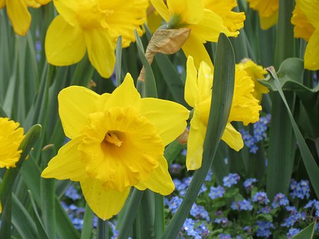 Free Flower Easter Bells photo and picture