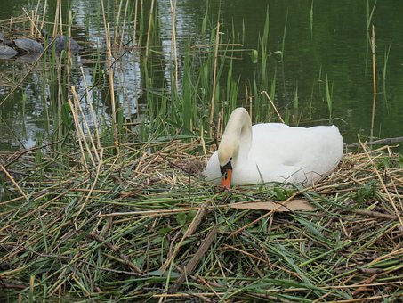 Free Swan Brood photo and picture