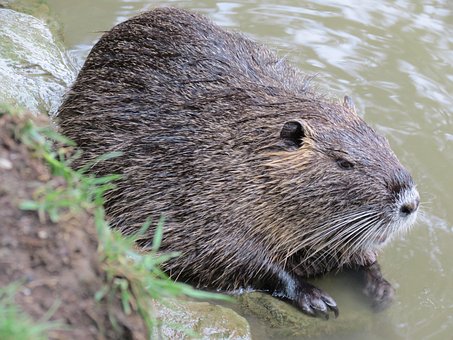 Free Nutria Nature photo and picture