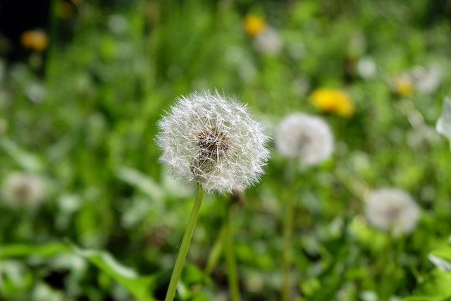 Free Dandelion Flowers photo and picture