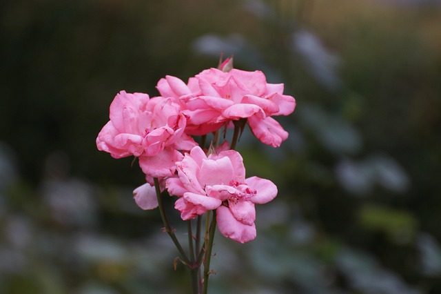 Free Flower Rose photo and picture