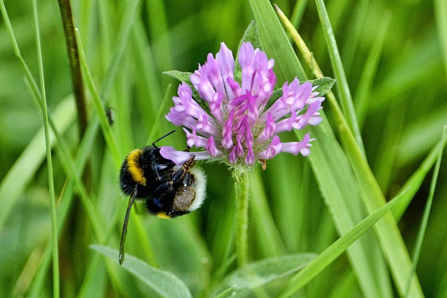 Free Bumblebee Flower photo and picture