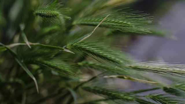 Free Barley Nature photo and picture