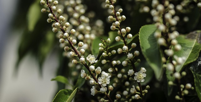 Free Bird Cherry Flower photo and picture